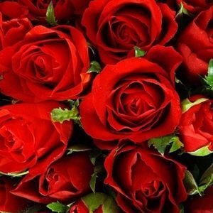 Meet your Posher, Kerry